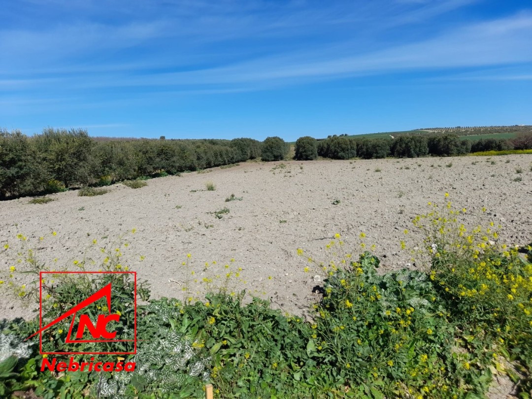Parcela en Lebrija