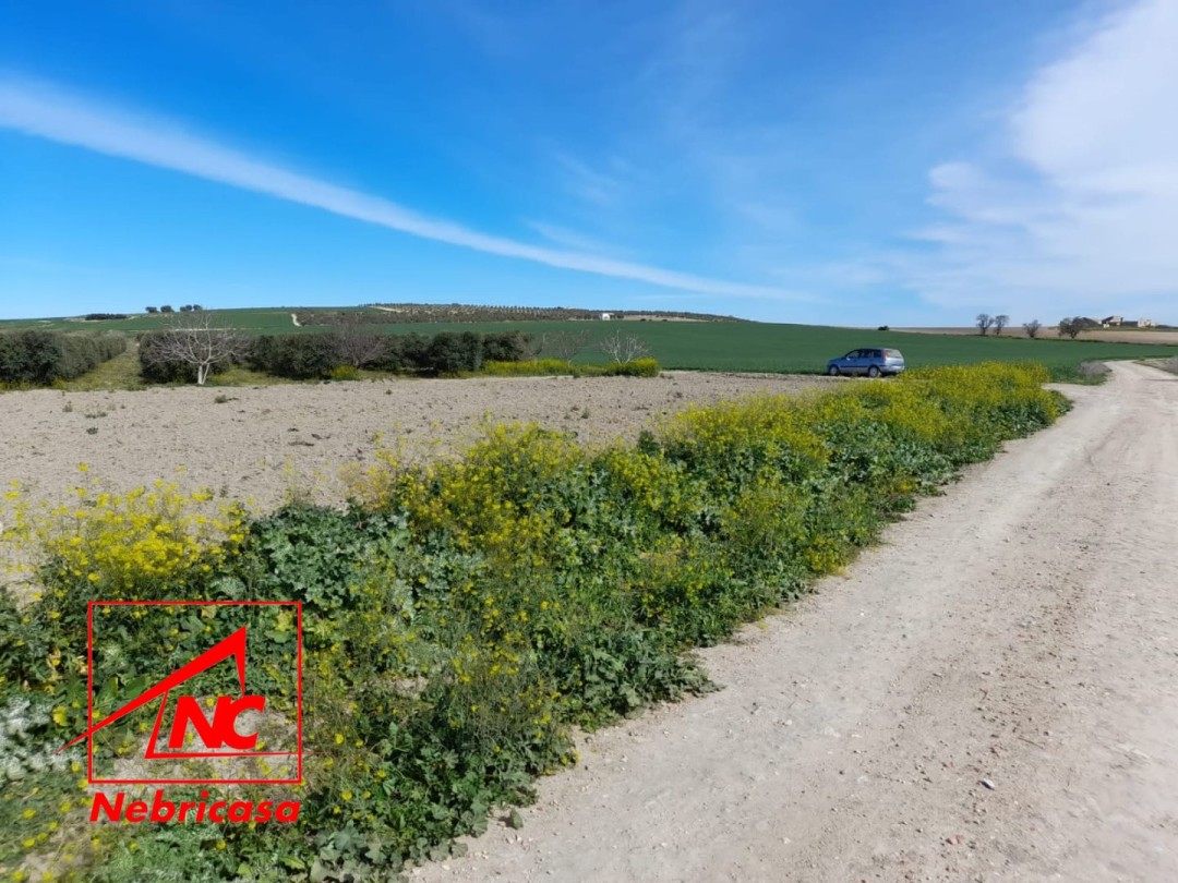 Parcela en Lebrija