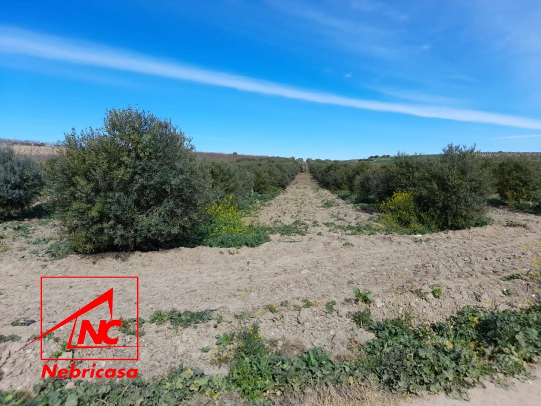 Parcela en Lebrija