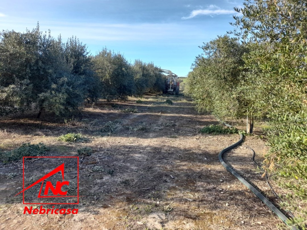 Parcela en Lebrija