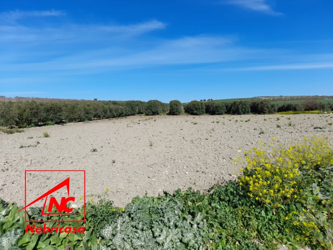 Parcela en Lebrija