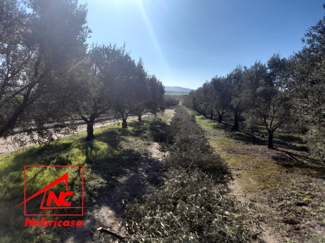 Parcela en Lebrija