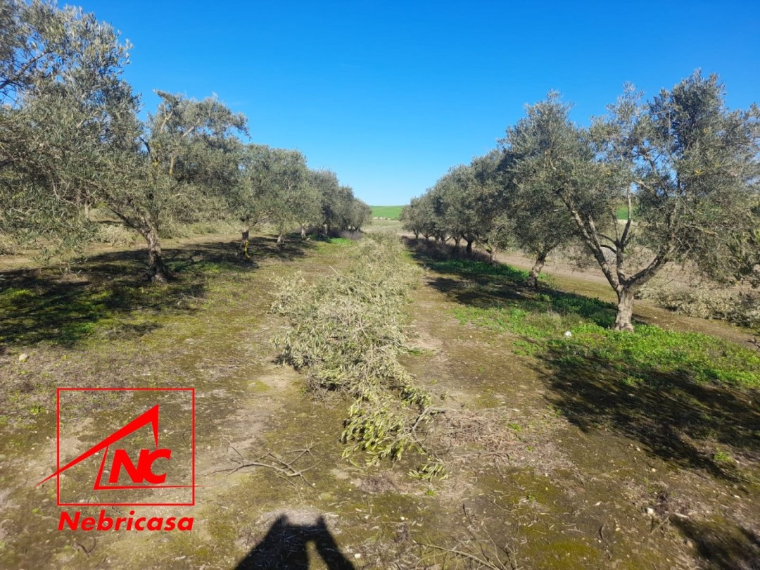 Parcela en Lebrija