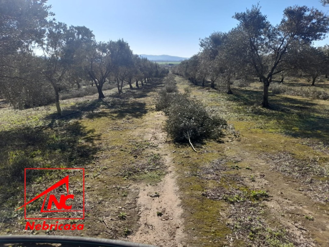 Parcela en Lebrija