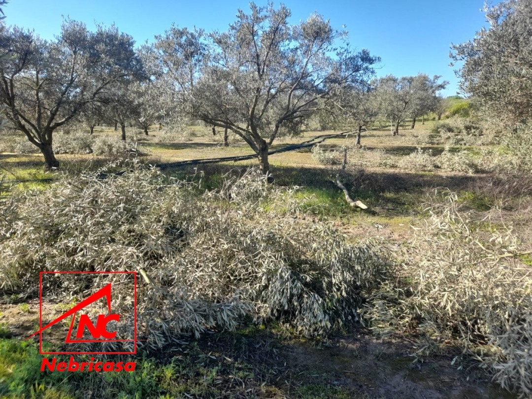 Parcela en Lebrija