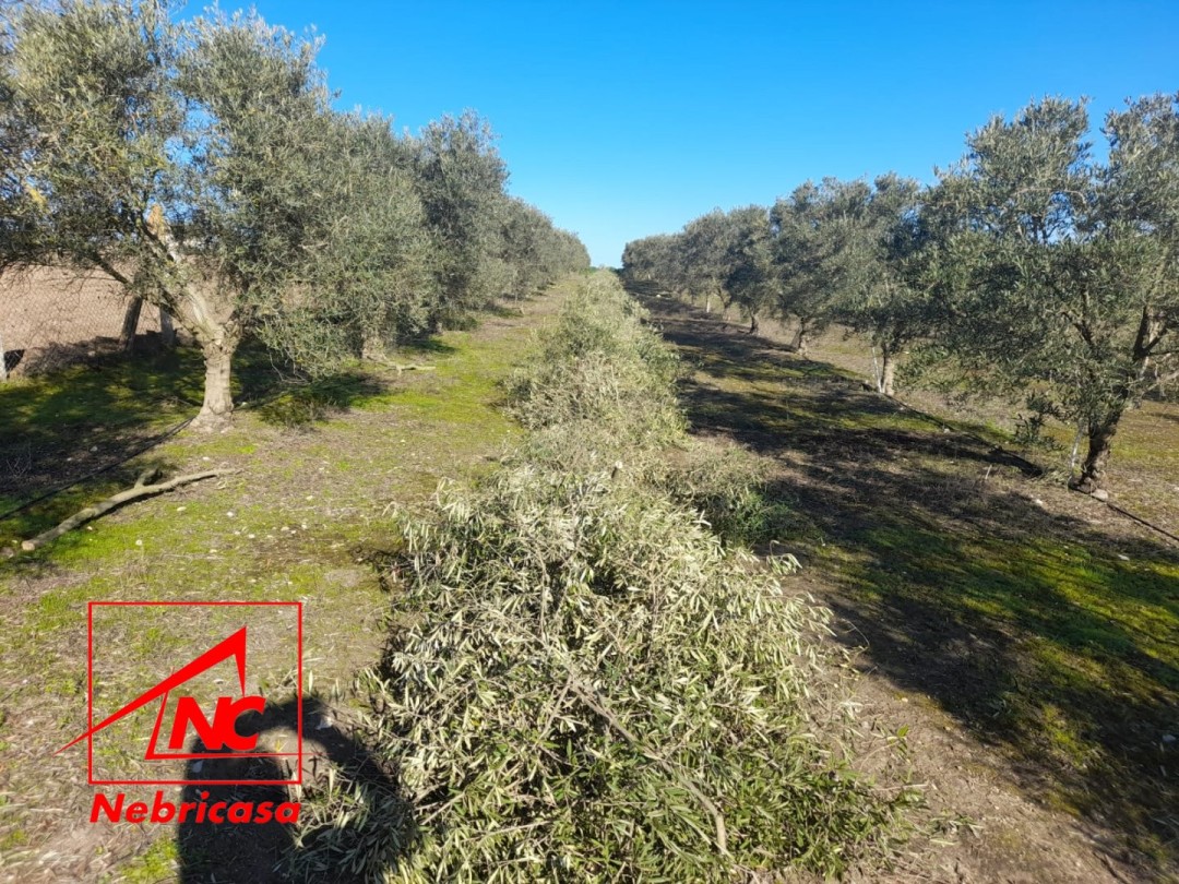 Parcela en Lebrija