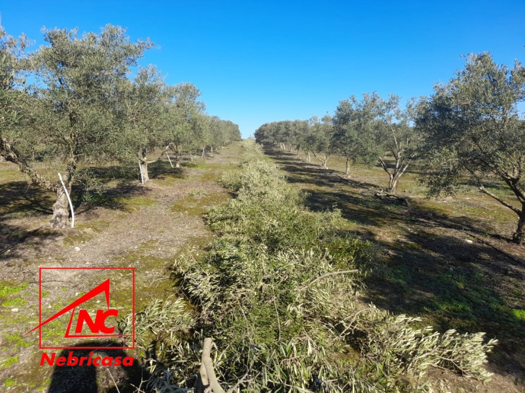 Parcela en Lebrija