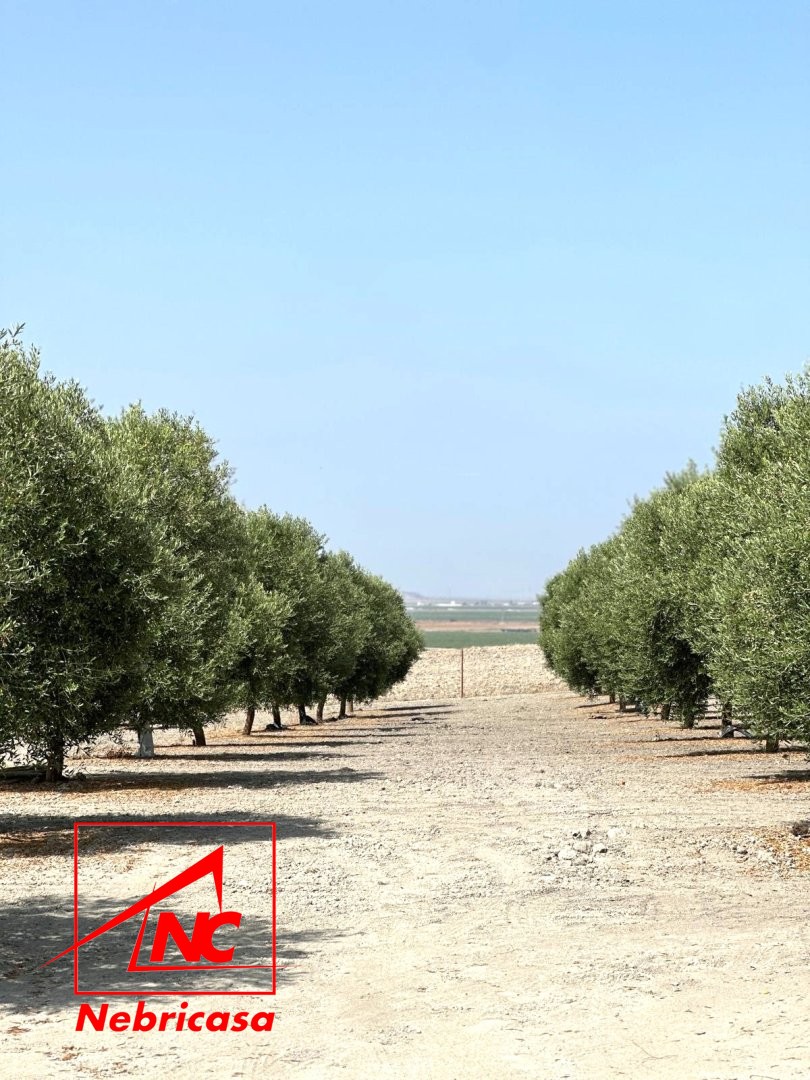 Parcela en Lebrija