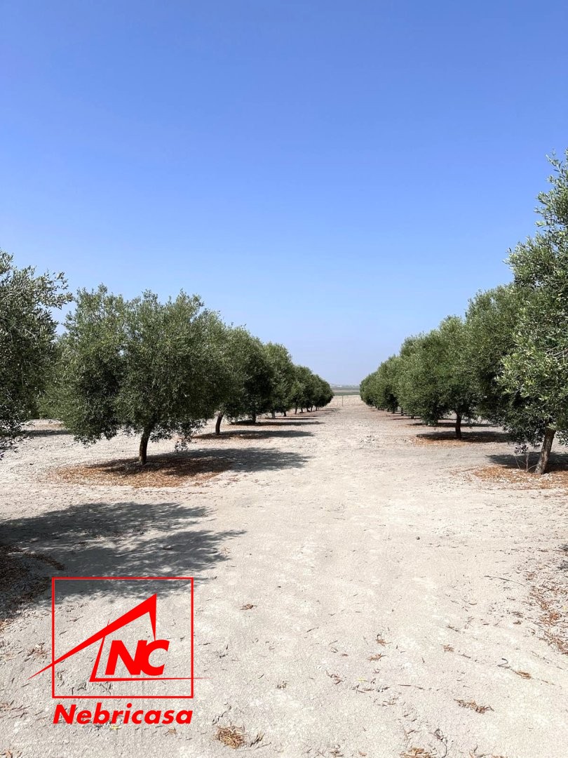 Parcela en Lebrija