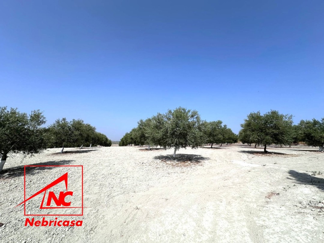 Parcela en Lebrija