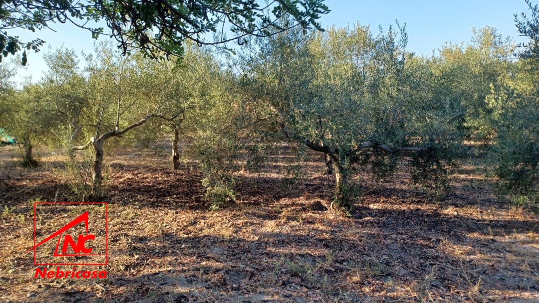 Finca en El Cuervo de Sevilla Bajo Guia
