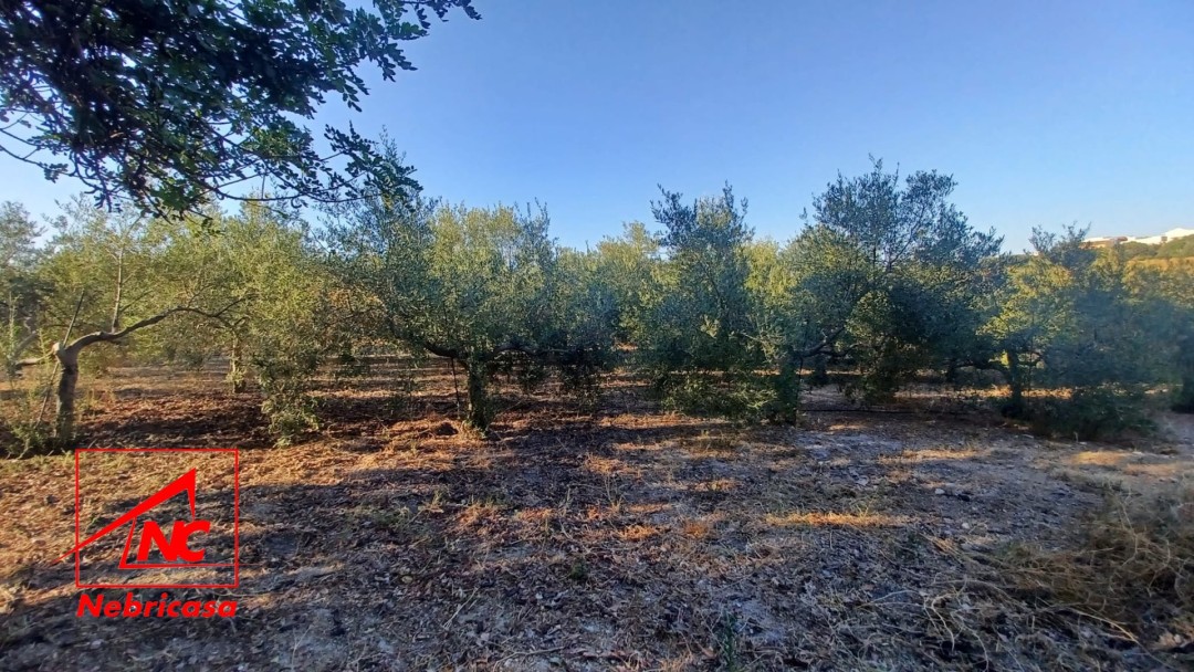 Finca en El Cuervo de Sevilla Bajo Guia