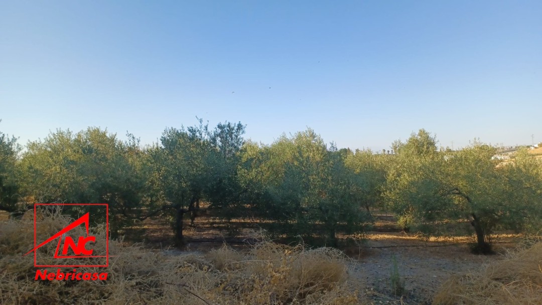 Finca en El Cuervo de Sevilla Bajo Guia