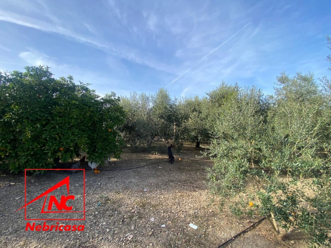 Parcela en Las Cabezas de San Juan Terreno Rústico