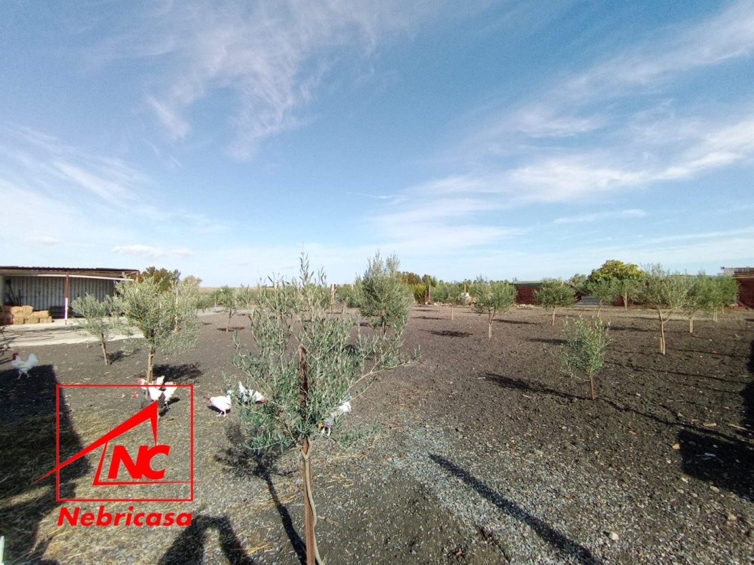 Finca · El Cuervo · 2 hab.