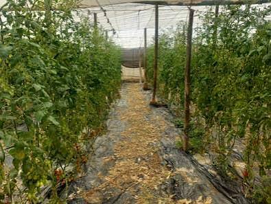 Finca Rústica en Motril
