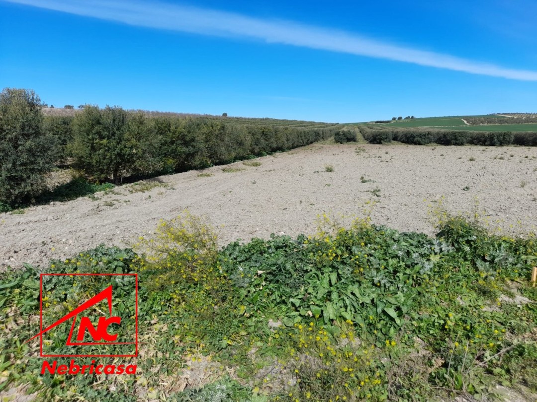 Parcela en Lebrija