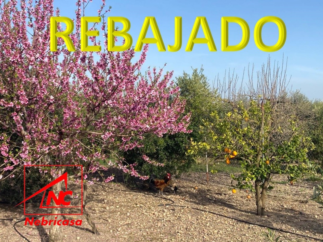 Parcela en Las Cabezas de San Juan Terreno Rústico